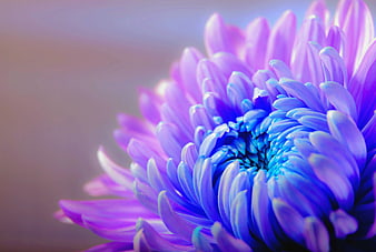 Close-up of vibrant purple and blue chrysanthemum flower