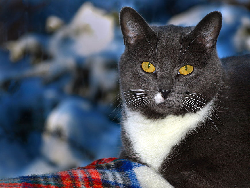 Close-up portrait of a grey and white cat with yellow eyes