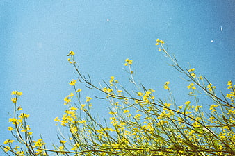 Yellow wildflowers against a clear blue sky with film grain texture