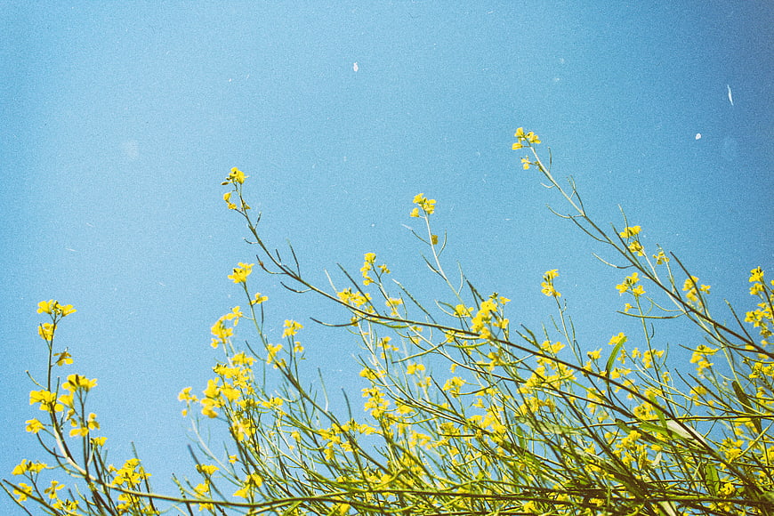 Yellow wildflowers against a clear blue sky with film grain texture