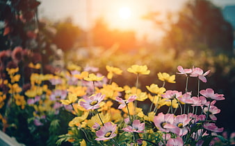 Pink and Yellow Cosmos Flowers in Sunset Garden
