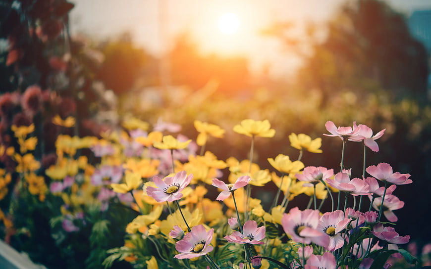Pink and Yellow Cosmos Flowers in Sunset Garden
