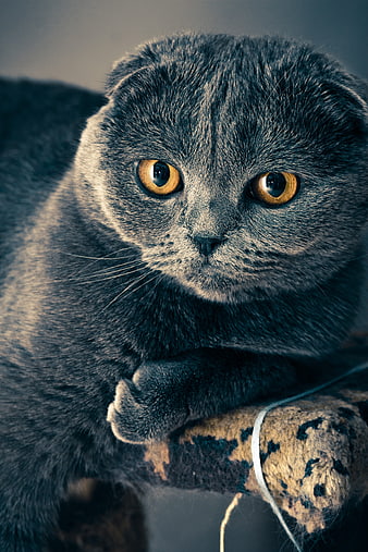 Close-up portrait of a gray Scottish Fold cat with amber eyes