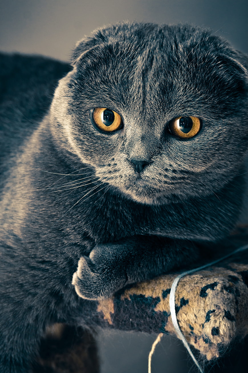 Close-up portrait of a gray Scottish Fold cat with amber eyes