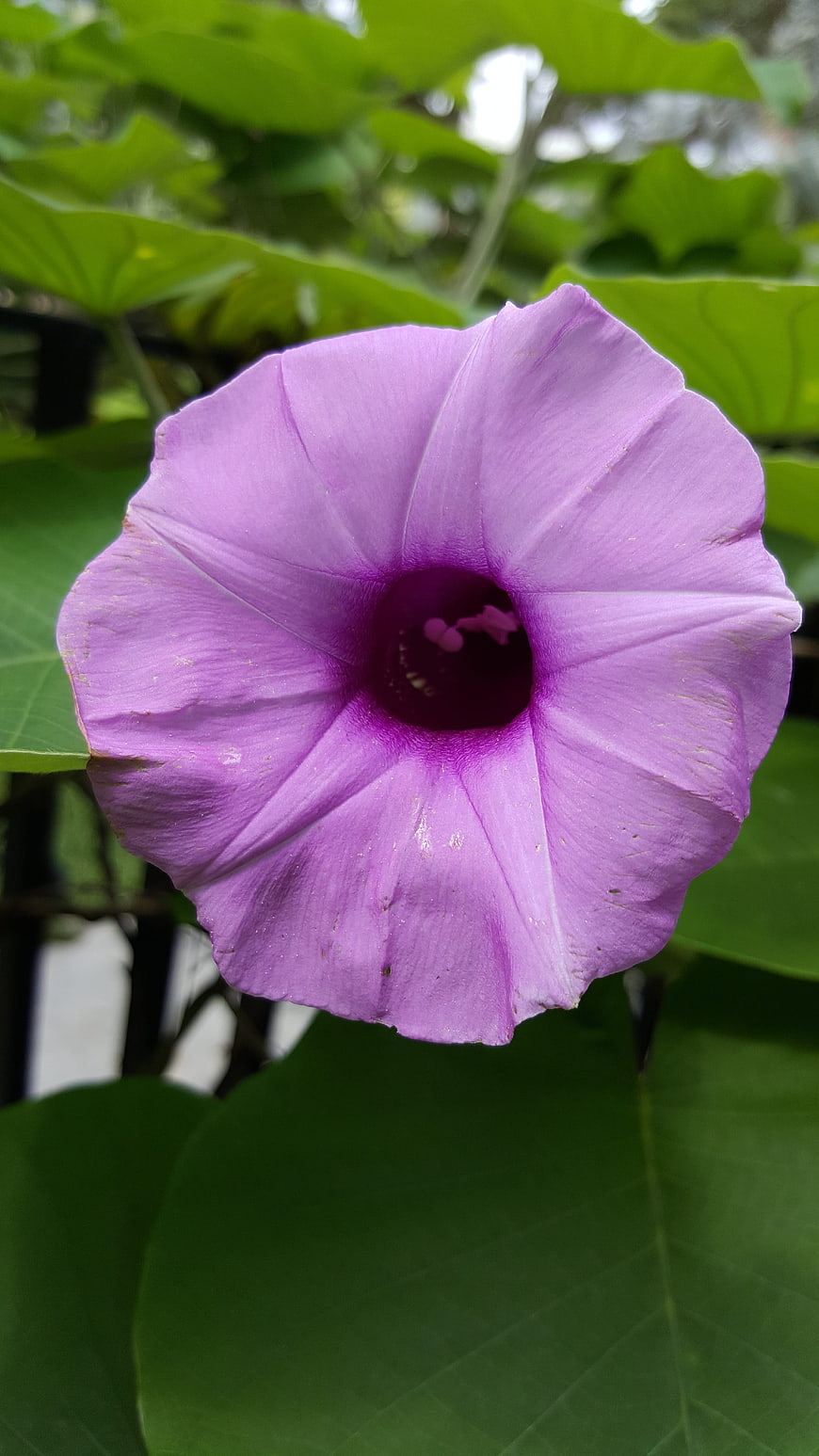 Close-up of a vibrant purple morning glory flower