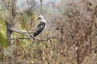 Changeable Hawk Eagle Perched on Branch in Wild