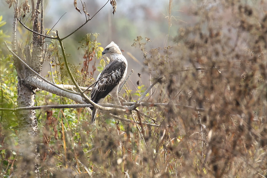 Changeable Hawk Eagle Perched on Branch in Wild