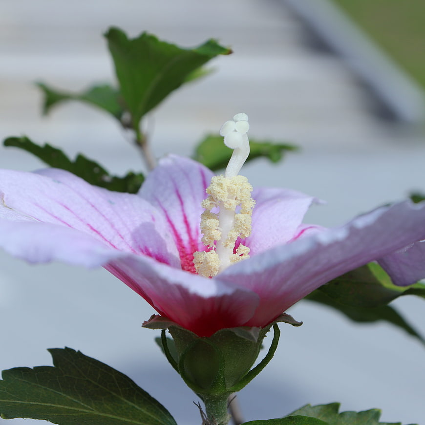 Close-up of a pink Rose of Sharon flower with white stamen
