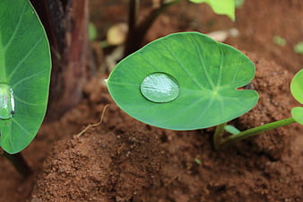 Water droplet on green leaf in brown soil