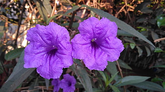 Close-up of vibrant purple Ruellia simplex flowers in garden