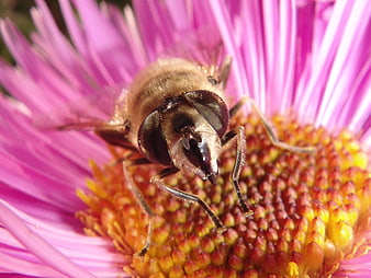 Close-up of a hoverfly pollinating a pink thistle flower