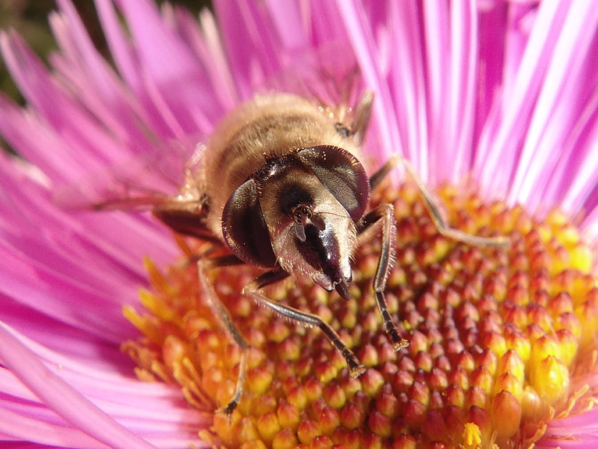 Close-up of a hoverfly pollinating a pink thistle flower
