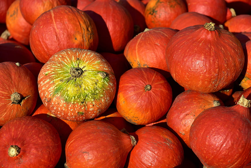 Close-up of a pile of fresh hokkaido pumpkins with orange and green skin