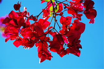 Vibrant Red Bougainvillea Flowers Against Blue Sky
