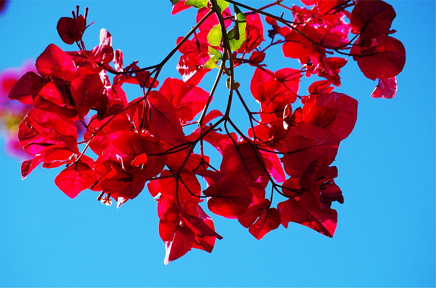 Vibrant Red Bougainvillea Flowers Against Blue Sky