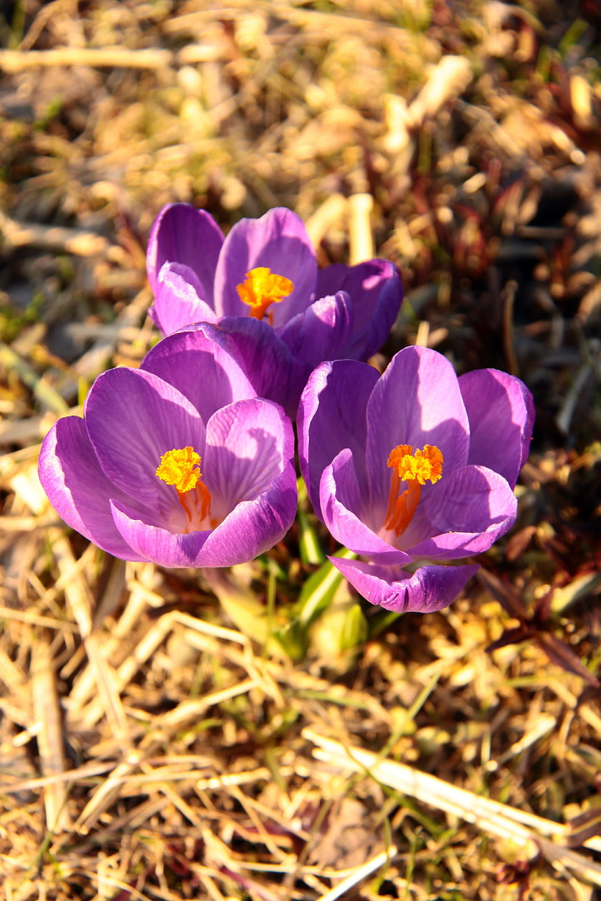 Purple Crocus Flowers Blooming in Early Spring Sunlight