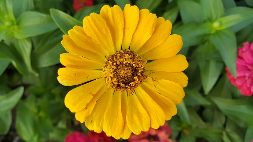 Close-up of a vibrant yellow zinnia flower in a garden