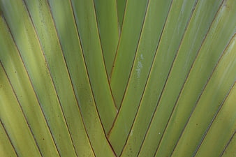 Close-up of green fan palm leaf texture and veins