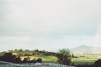 Rolling Vineyard Hills with White Fence and Rainbow