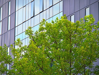 Modern Glass Office Building with Green Tree