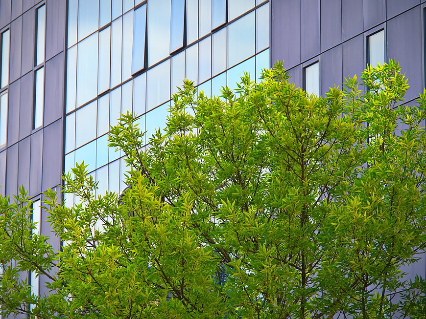 Modern Glass Office Building with Green Tree