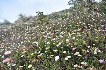 Wild daisy flowers blooming on a grassy hillside