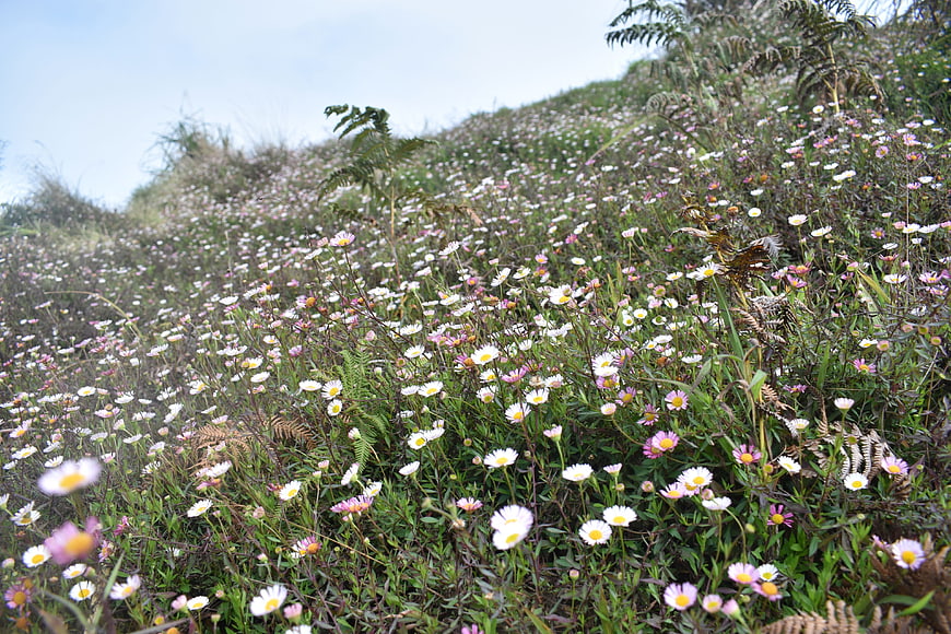 Wild daisy flowers blooming on a grassy hillside