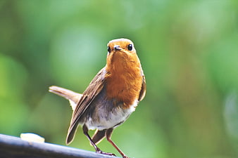 European Robin Perched on Fence Against Blurred Green Background