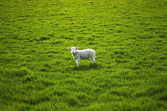 Lone Lamb Standing In Vibrant Green Pasture