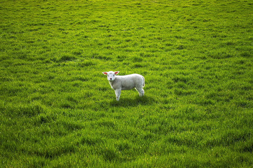 Lone Lamb Standing In Vibrant Green Pasture