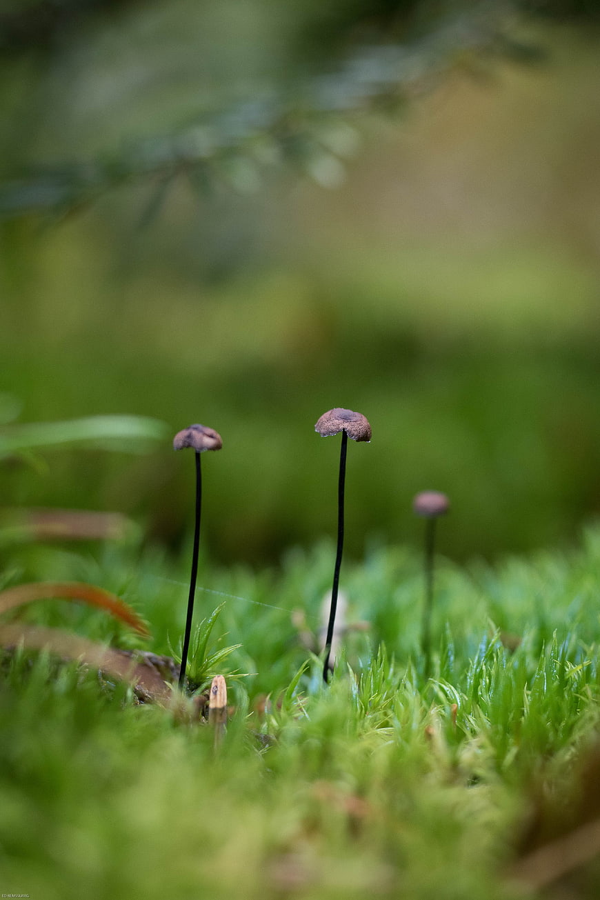 Tiny mushrooms growing in vibrant green moss macro