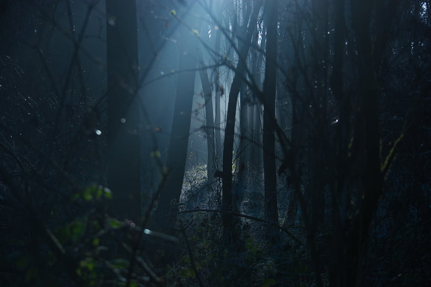 Mysterious Dark Forest with Blue Misty Light Rays