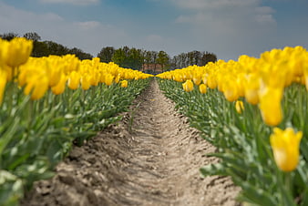 Vibrant Yellow Tulip Field with Dirt Pathway