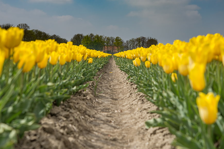 Vibrant Yellow Tulip Field with Dirt Pathway