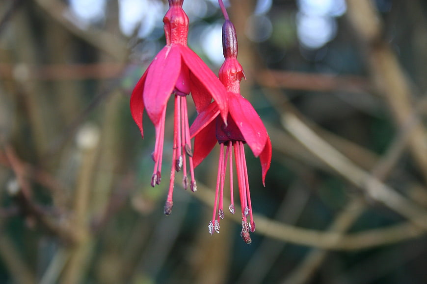 Close-up of vibrant red fuchsia flowers hanging against blurred background