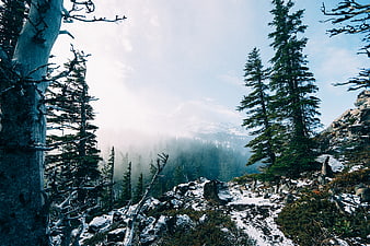 Snowy Mountain Trail Through Pine Forest with Misty Peaks