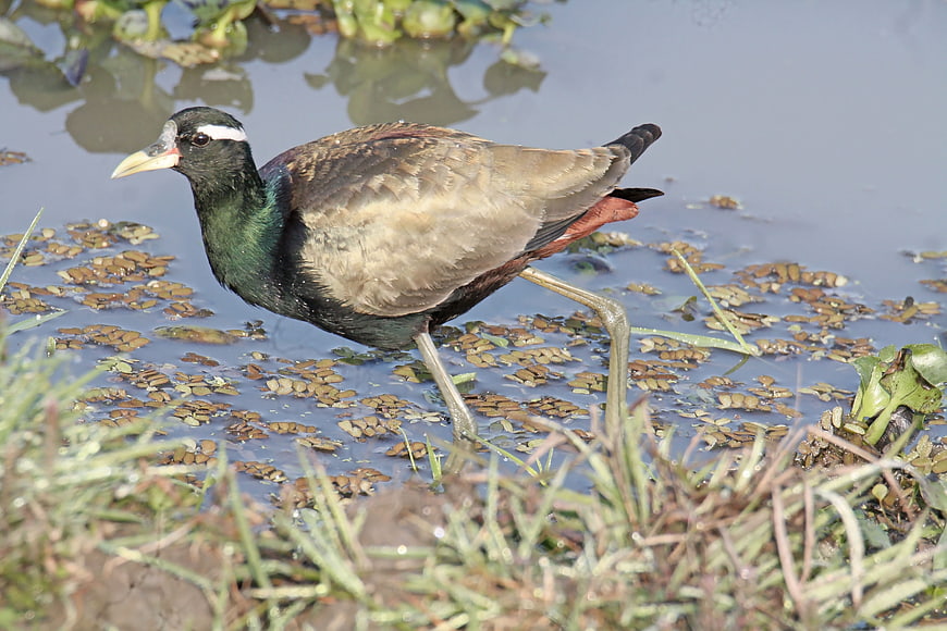 Bronze-winged Jacana Walking in Shallow Wetland Water