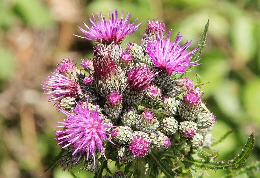 Close-up of blooming purple thistle flower cluster