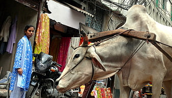 White Zebu Cow With Yoke In Crowded Indian Street Market