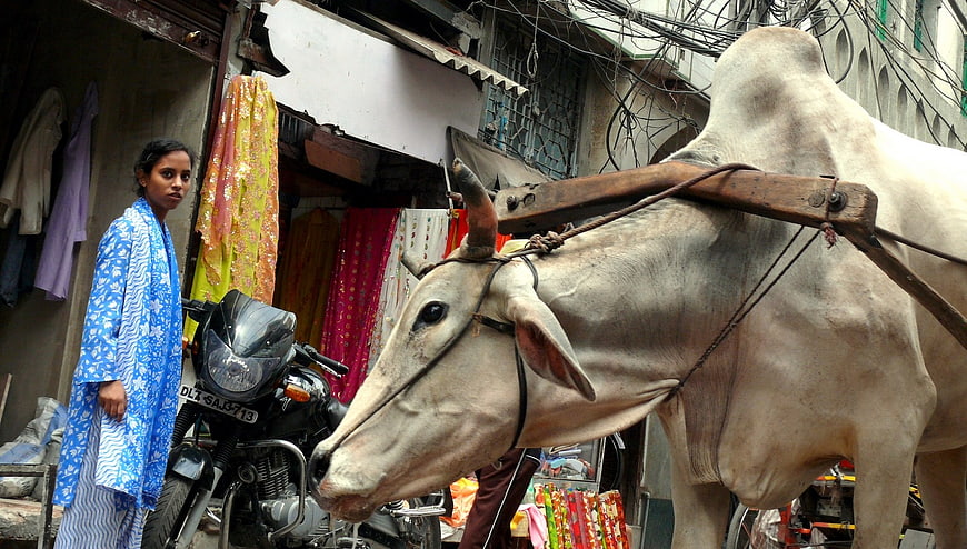 White Zebu Cow With Yoke In Crowded Indian Street Market