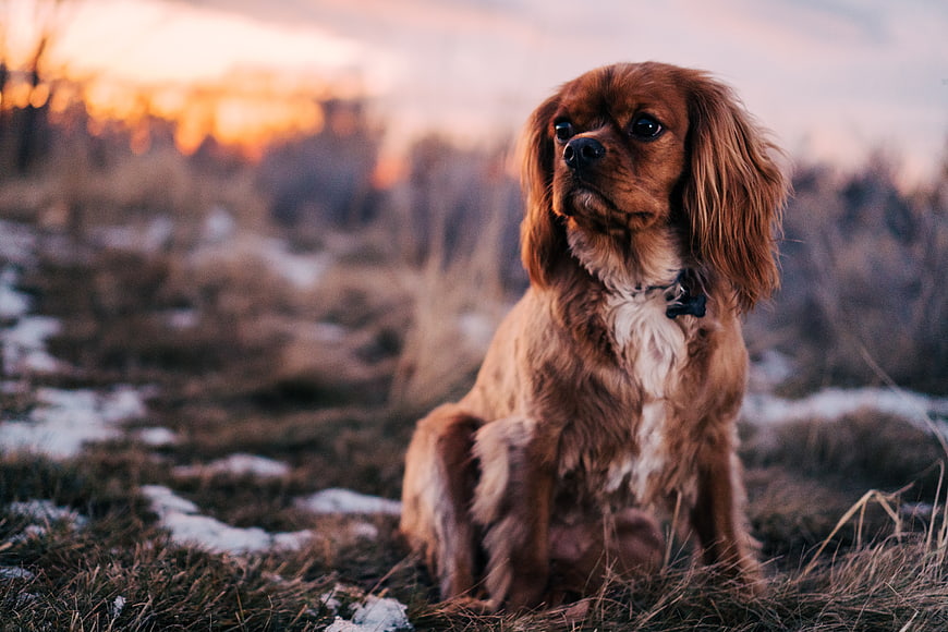 Cavalier King Charles Spaniel Sitting in Snowy Field at Sunset