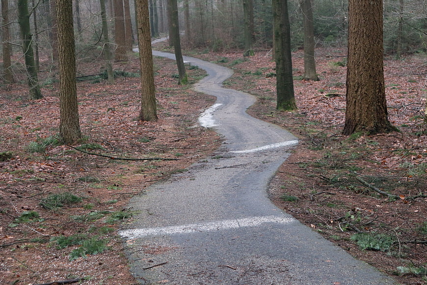 Winding gravel path through a quiet forest in late autumn