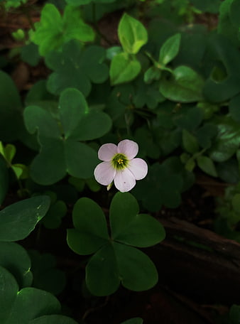 Delicate Pink Wood Sorrel Flower Amidst Green Leaves