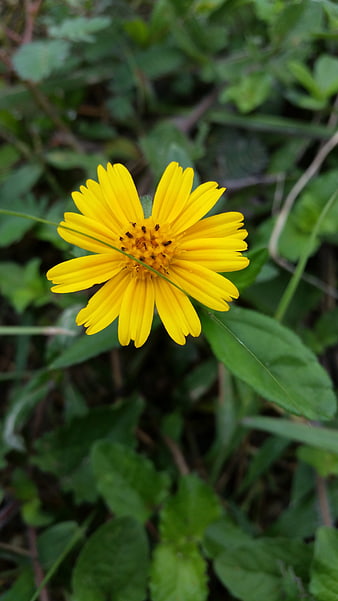 Close-up of a vibrant yellow wildflower in green grass
