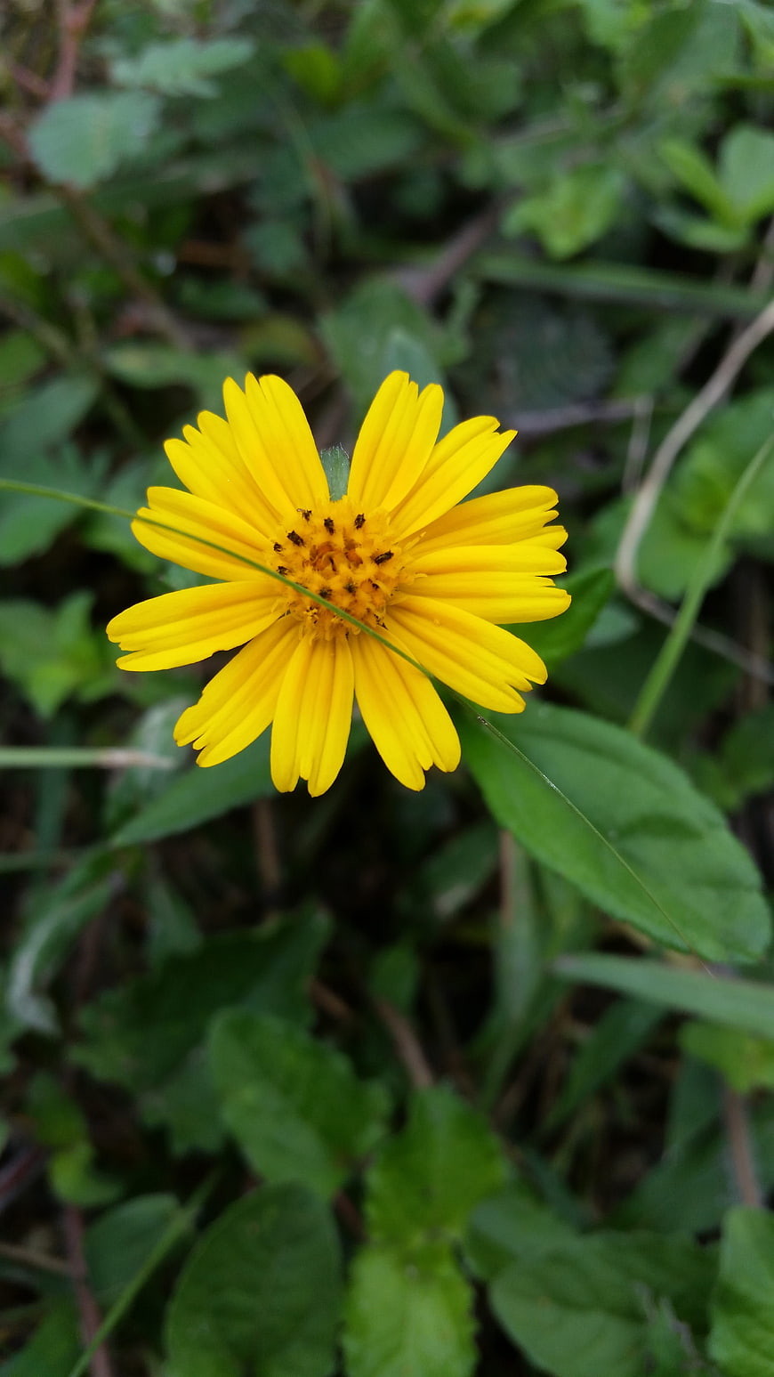 Close-up of a vibrant yellow wildflower in green grass