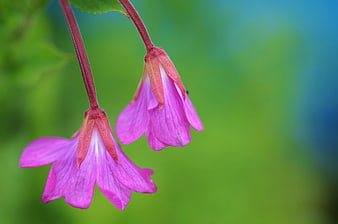 Close-up of pink evening primrose flowers on green background