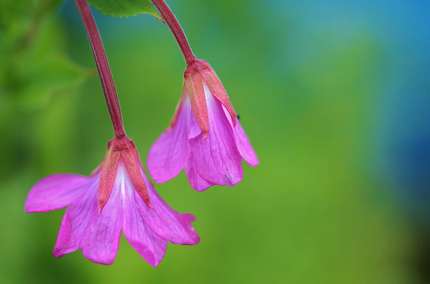Close-up of pink evening primrose flowers on green background