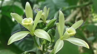 Vanilla planifolia flowers blooming on a green vine in a natural garden setting