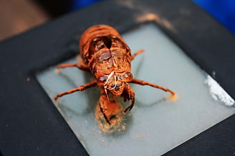 Close-up of brown cicada shell on glass surface