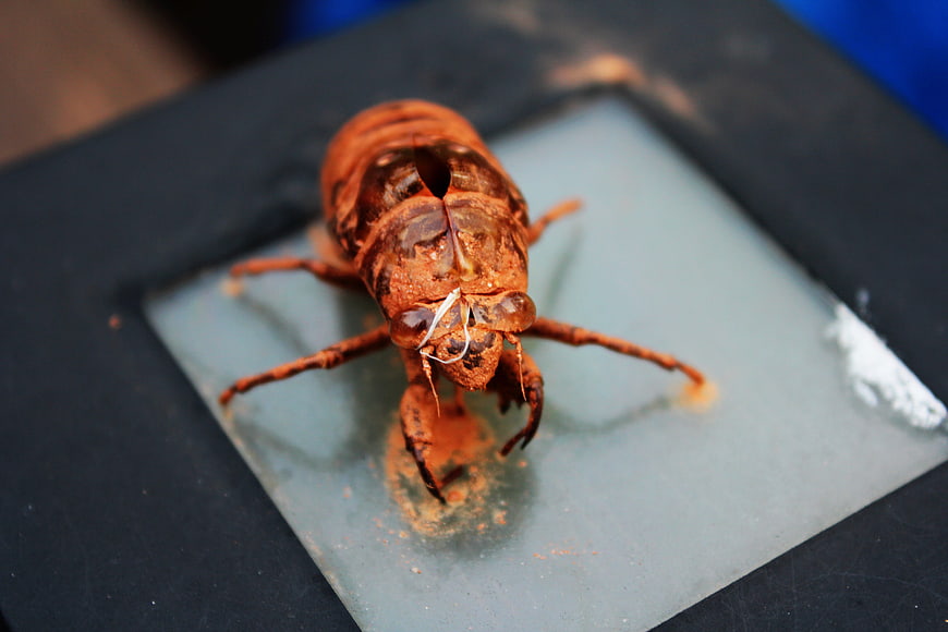 Close-up of brown cicada shell on glass surface